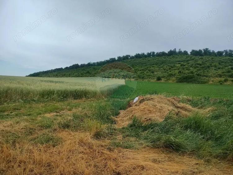 Teren extravilan 18200 mp Reghin - 3