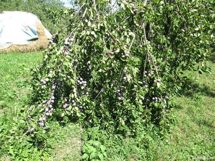 Teren de 4000 mp, în Drăgăneasa