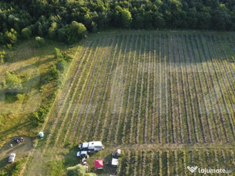 ???? Afacere la Cheie: Planta?ie Afine BIO 1.93 Ha - 2