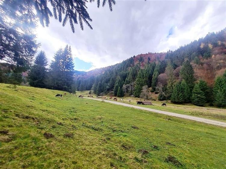 Teren intravilan panoramic 4.600mp,view iconic Piatra Craiului,oportunitate prem - 9