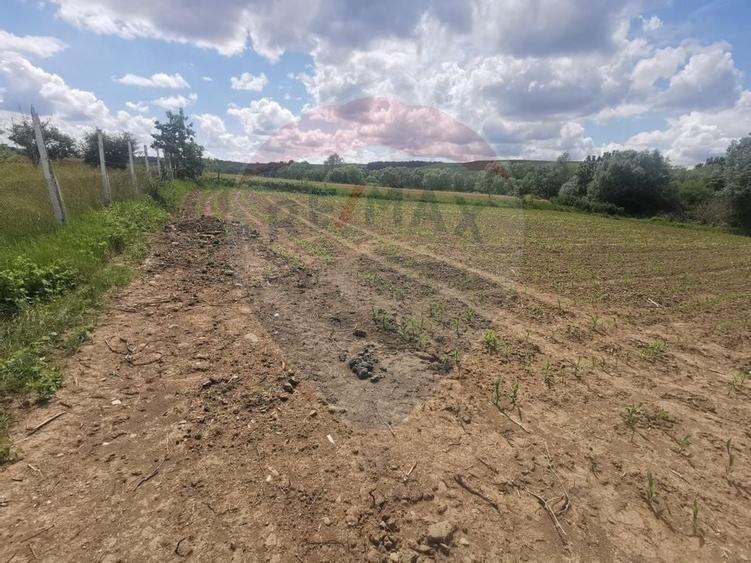 DE VÂNZARE TEREN INTRAVILAN SAU PARCELA – Șomcuta Mare (0% comision) - 5