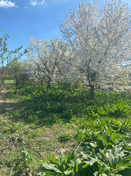 De vanzare teren Ciolpani intravilan / schimb cu apartament in Bucuresti - 5