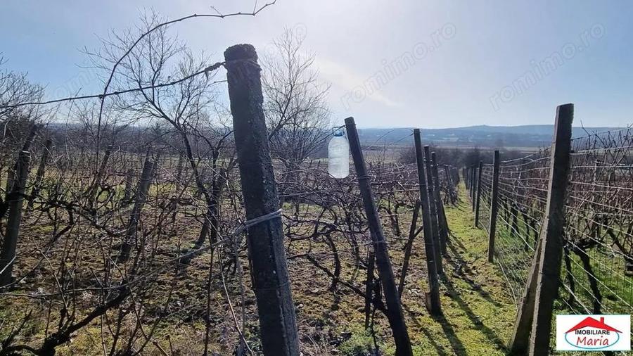 Teren intravilan in Viile Satu Mare 23000 Euro - 1