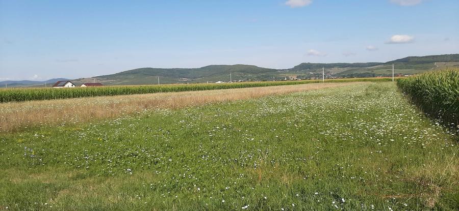 Teren Intravilan in Orheiul Bistritei - 1