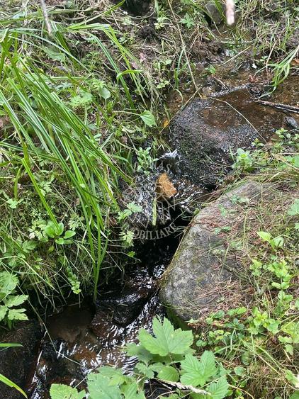 COMISION 0 20.000 MP TEREN EXTRAVILAN CU PADURE ZONA TURISTICA SACUIEU VLADEASA - 4