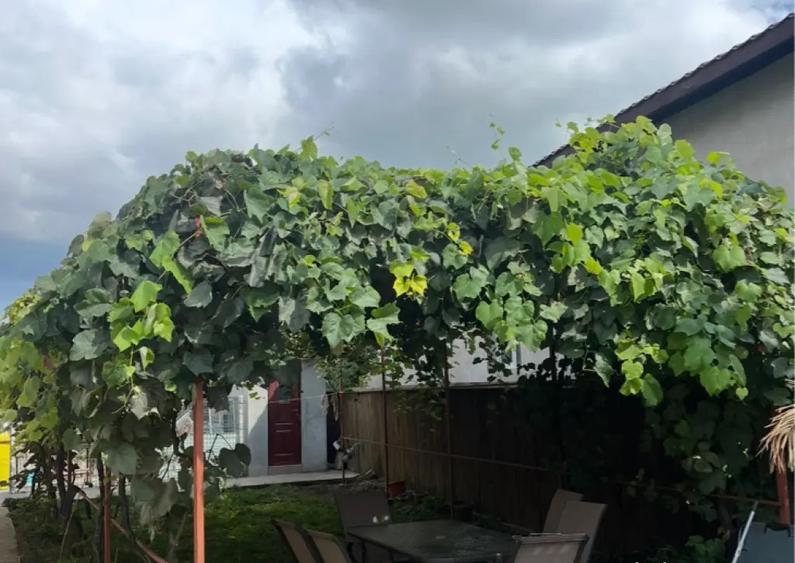 Proprietar vand casa in Localitatea LUMINA Constanta - 11