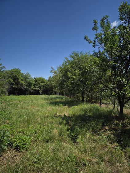 Casa batraneasca, la tara, 3646 mp, Jud. Valcea - 4