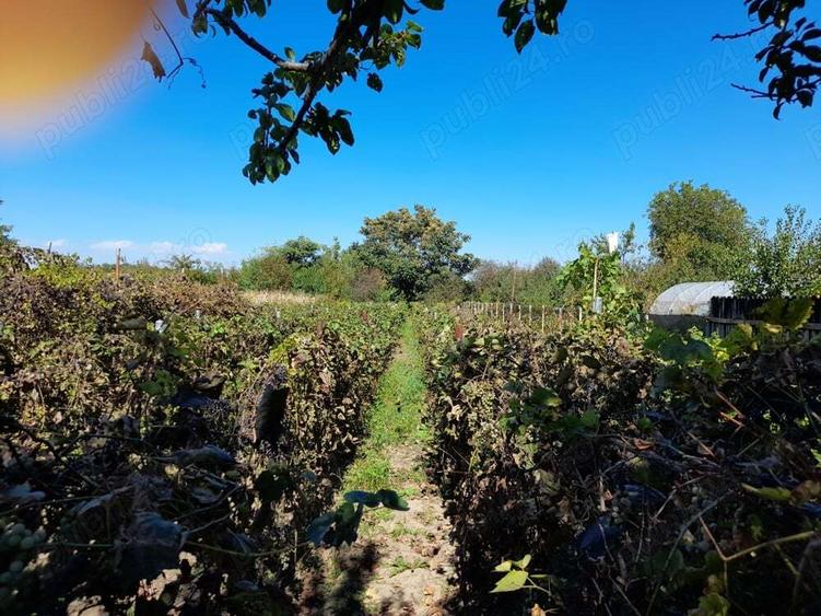 Casa batraneasca locuibila intr-o loca?ie perfecta - 10