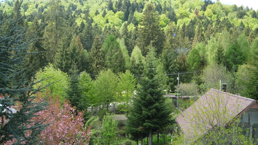 Vanzare 2 vile noi, mari superbe si 1905 mp teren la munte in Cheia Prahova - 14