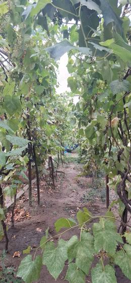 Vand casa in Ciupercenii Noi,judetul Dolj - 6