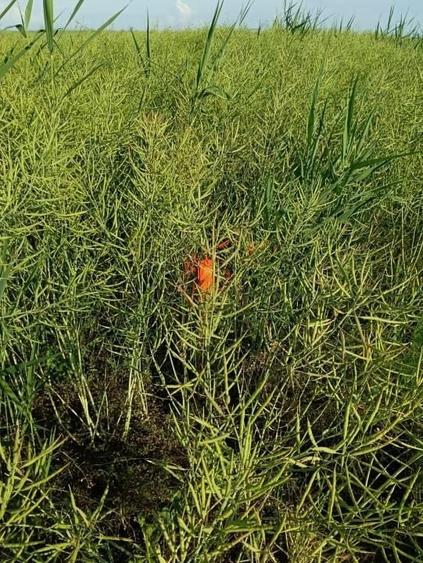 Teren agricol extravilan de 41225 mp, în Dumbrava