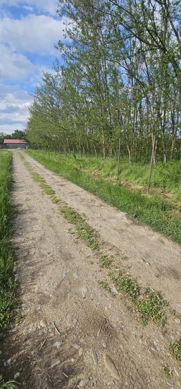 Teren intravilan - 4752 mp - 8 loturi de 594 mp - com Gruiu-Lipia - km 31 A3 - 3