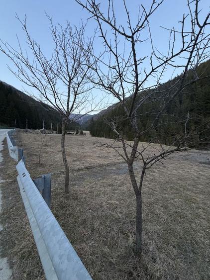 Teren de vanzare - 5