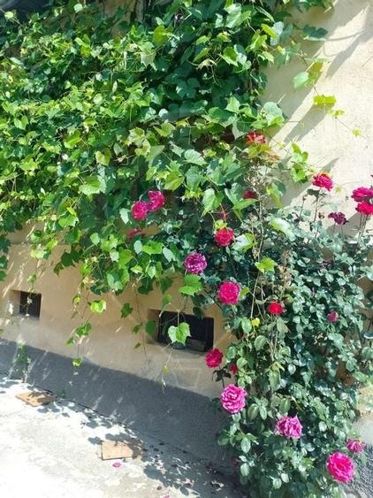 Casa cu 4 camere si gradina, Dacia 70 km de Brasov! - 5