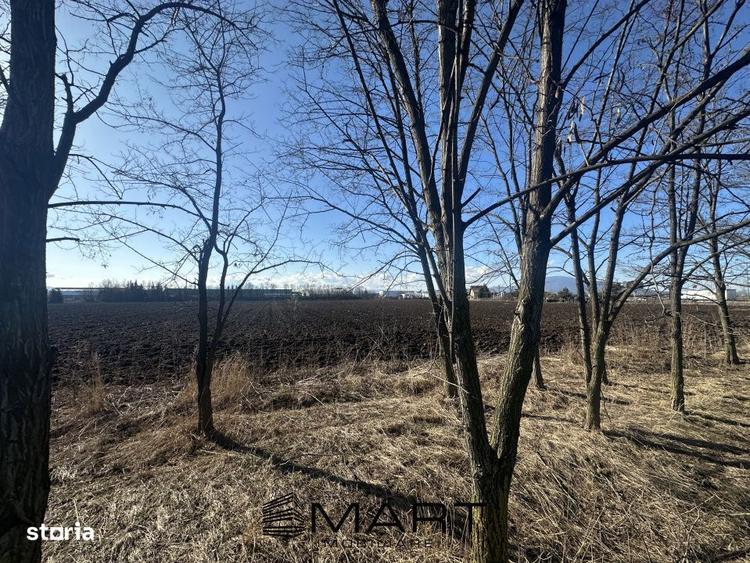 Teren Intravilan 60.000mp - 6