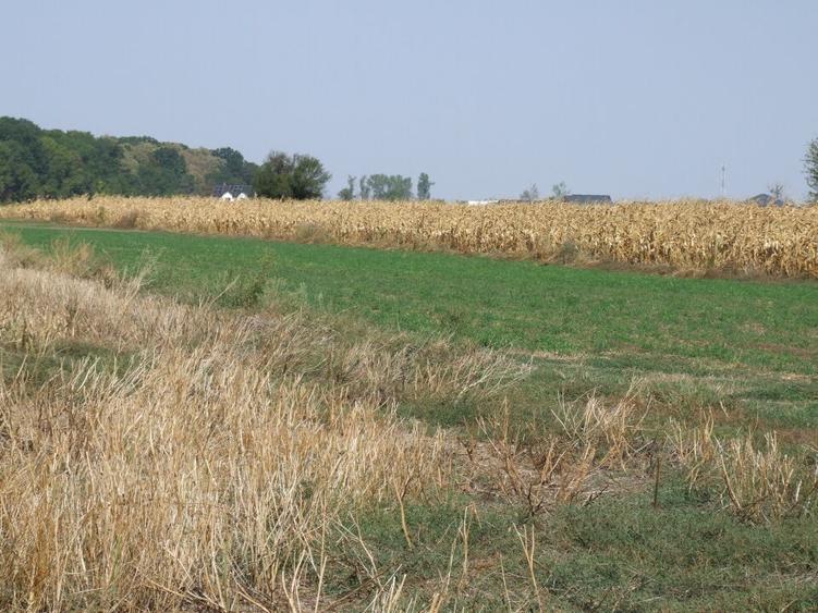 Clinceni-Ordoreanu intre padurea Teghes si Ordoreanu - 5