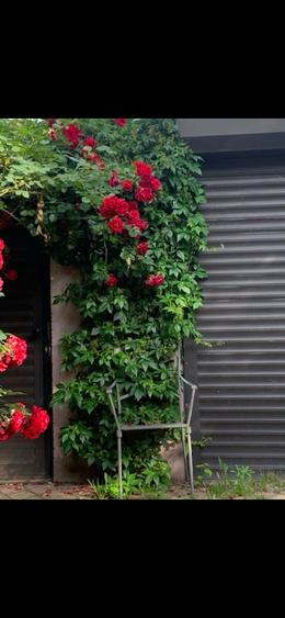 Casa/vila vanzare, zona Pescariu B. Vacarescu - 3