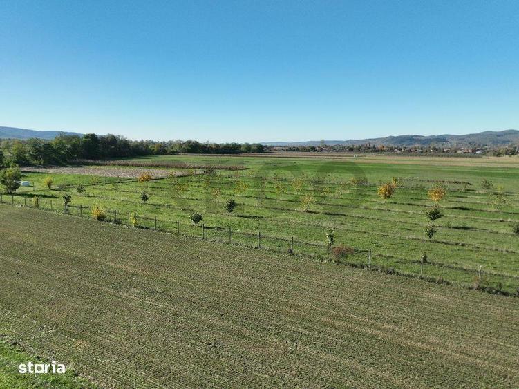RECO, Teren cu livada de nuci, Zona Auseu, Bihor - 8