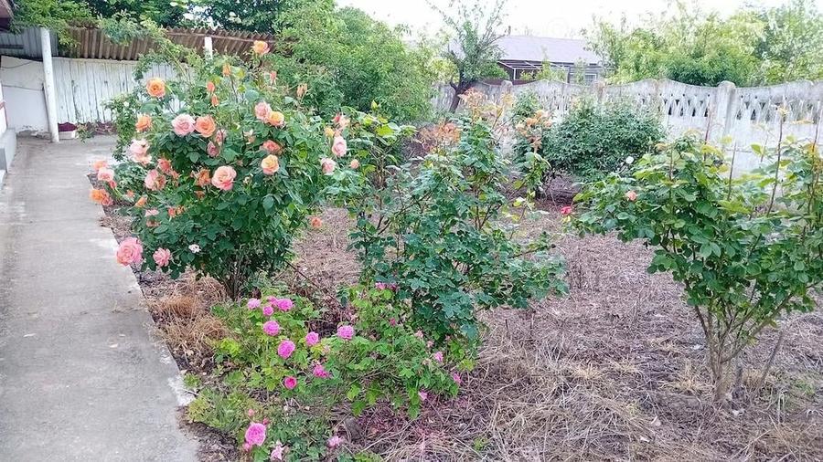 Vand casa com. Zavoaia, jud. Braila - 1