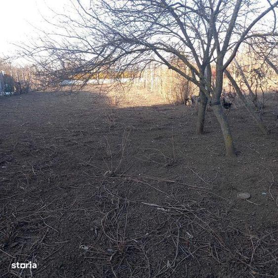 Vand teren intravilan , Islaz, Ilfov - 3