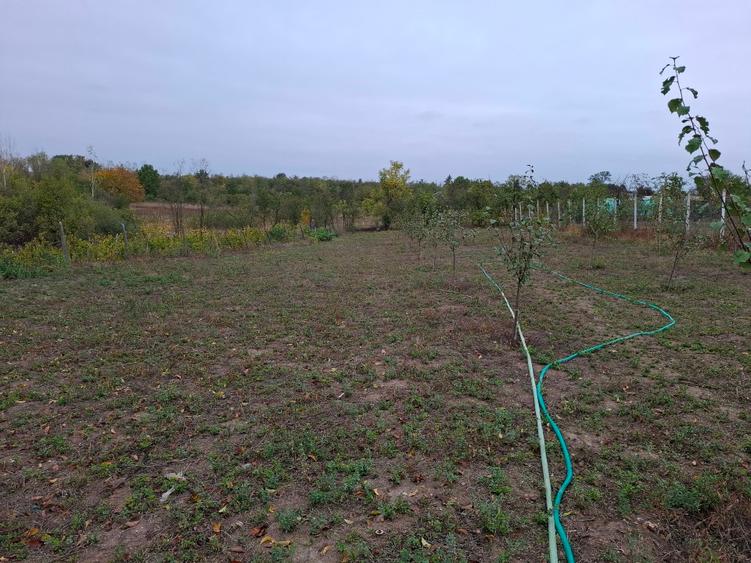 Oportunitate rară: gospodărie completă cu livadă și teren generos în Crâmpoia –  - 13