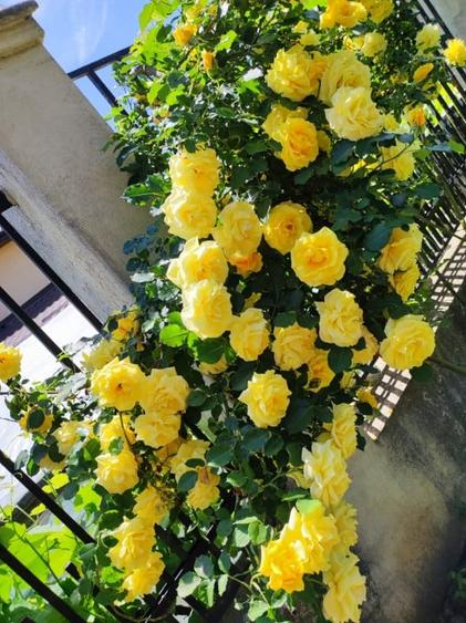 Inchiriere vila 5 camere in Voluntari-Andronache - 15