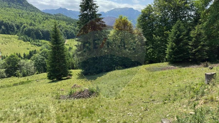 Teren 6000 mp, Vama Buzaului - vedere către Ciucaș - 8