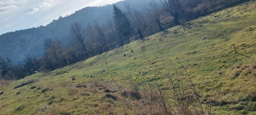 De vanzare teren intravilan 6500 mp Vama- Bucovina - 6