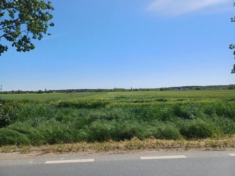 Teren de vanzare in Gruiu, Sili?tea Snagovului, 5000mp - 2
