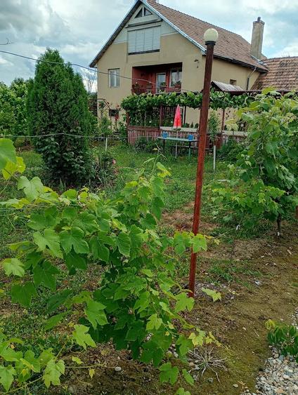 Casă cu Teren 11000 Mp în Sălișca