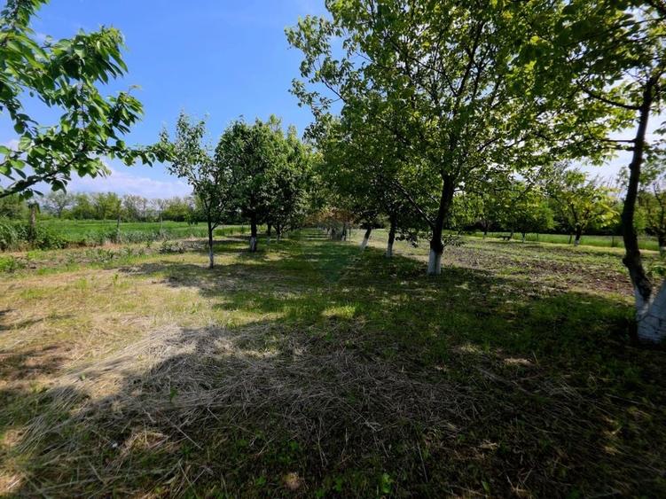 Teren Construcții intravilan de 4516 mp, în Doina