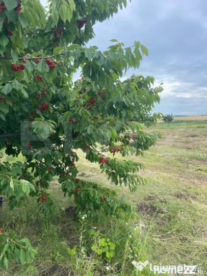 Teren 500 mp intravilan Valea Ursului- - 2