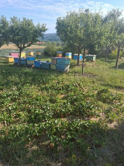Casă cu Teren 1100 Mp în Țigăneștii de Criș