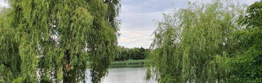 Oază de liniște în Corbeanca:Teren premium de 1.744 mp, cu 30 ml deschidere lac - 1