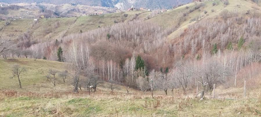 Teren Intravilan 4.608 mp in Sat Magura Priveli?te Panoramica Bucegi ?i Piatra Craiului - 3