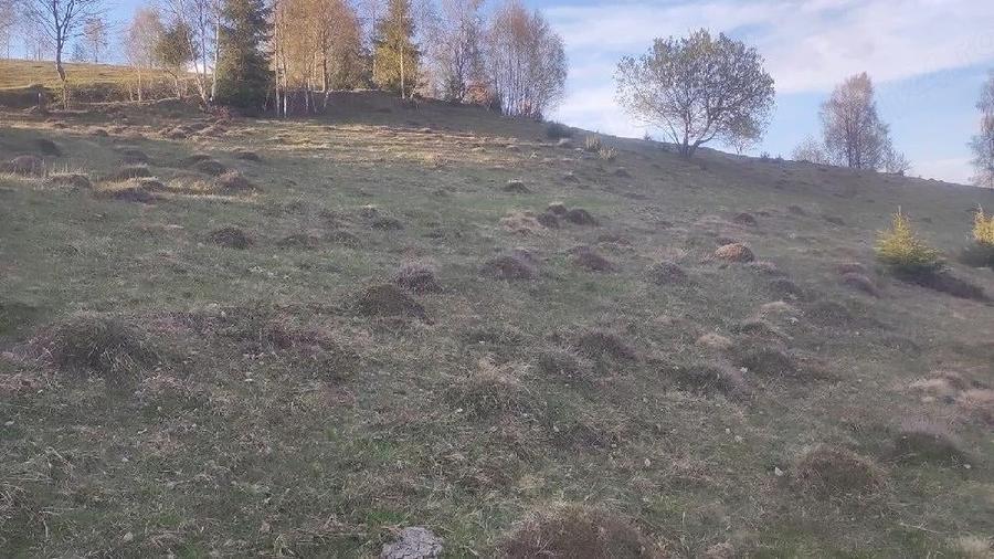 Teren de 100000 mp, în Horea