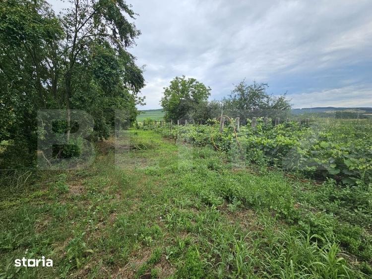 Casă cu 3 camere cu Teren 2698 Mp în Cistei