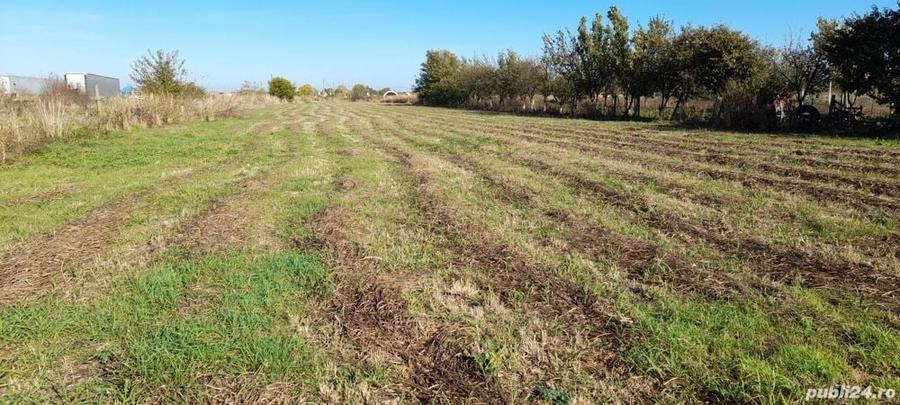 Teren de 4000 mp, în Cărpiniș