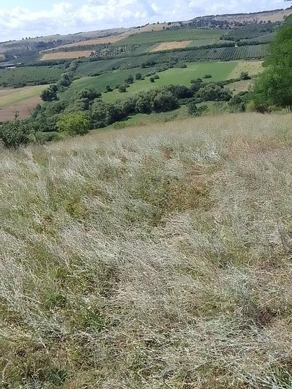 Teren de 6100 mp, în Cehal