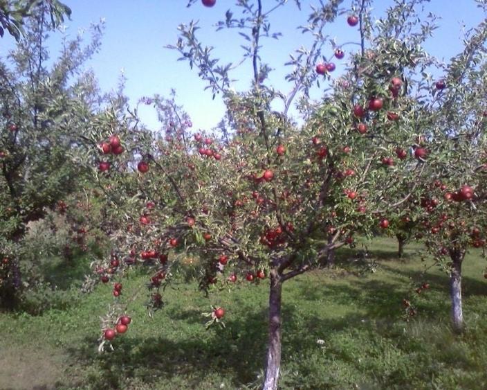 Teren de vanzare Ciorogarla, 1000mp, livada cu pomi maturi pe rod - 1
