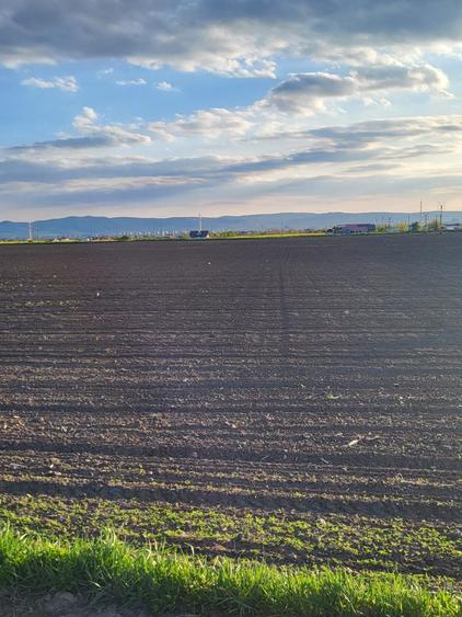 Teren de 5760 mp, în Letea Veche