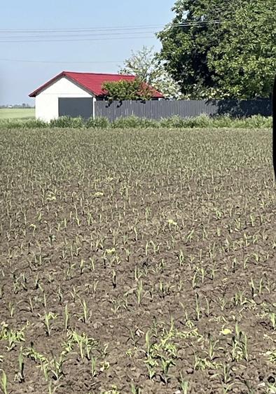 Teren de 1000 mp, în Sărulești