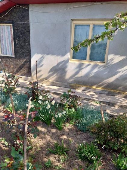 Vand casa ( teren 2.000 mp) in sat Pietrele, jud. Giurgiu - 7