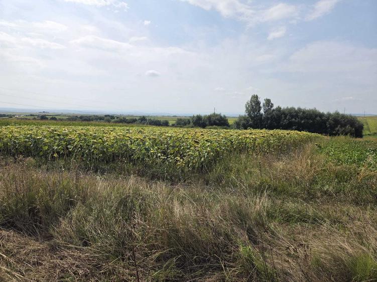 Teren de 2500 mp, în Șcheia