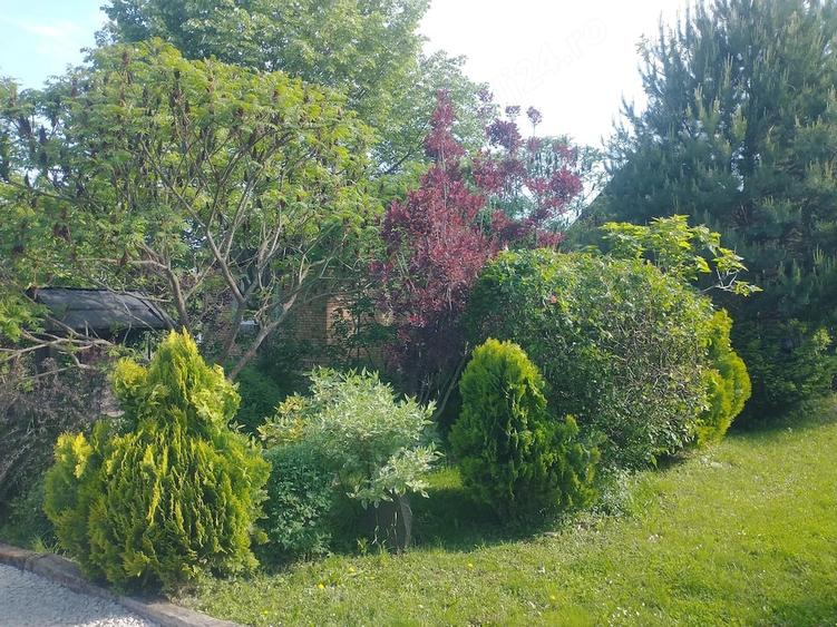 Casă cu 1 camere cu Teren 7500 Mp în Bazna