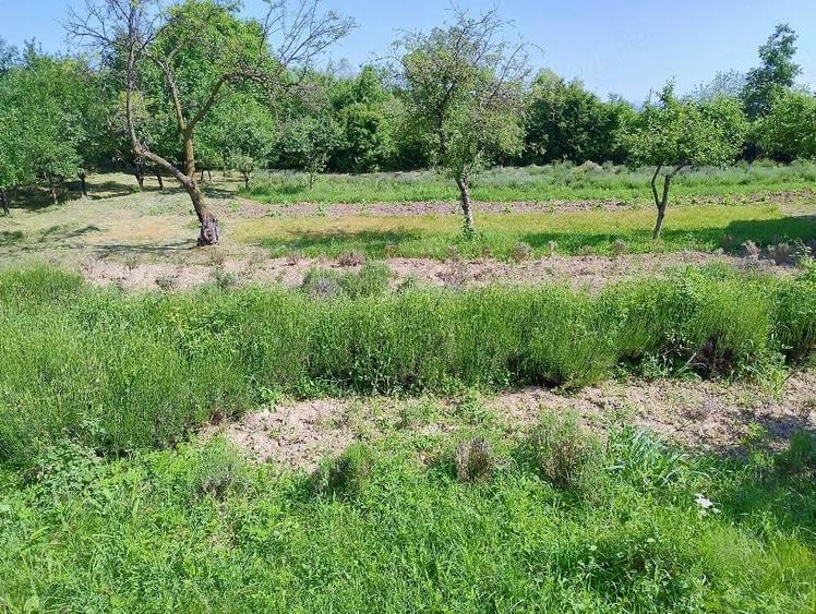 Teren de 870 mp, în Central