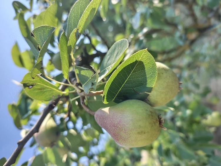 Teren de 4400 mp, în Ceacu