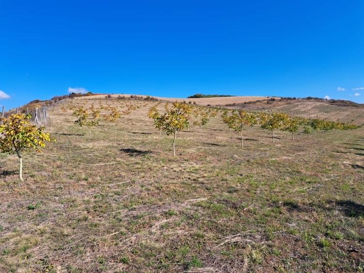 Teren agricol extravilan de 270000 mp, în Visuia