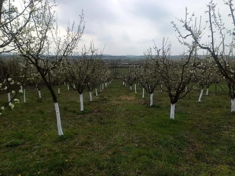 Casă cu 2 camere cu Teren 4000 Mp în Ghida