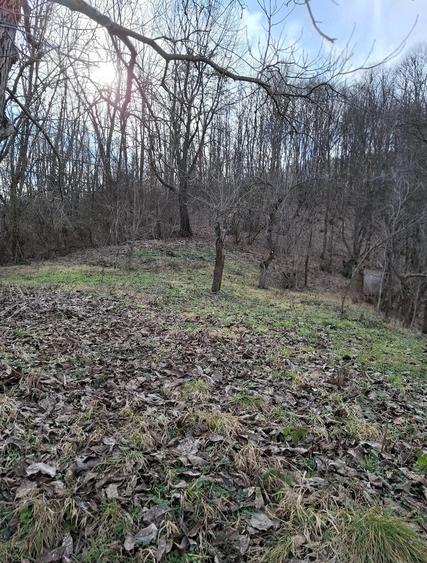 Casă cu Teren 5000 Mp în Central